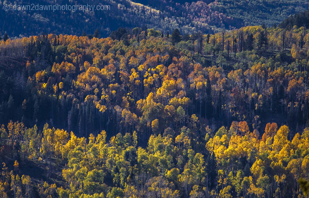 Utah Autumn