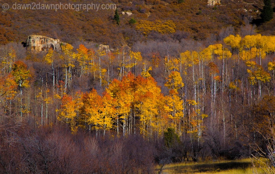 Utah Autumn