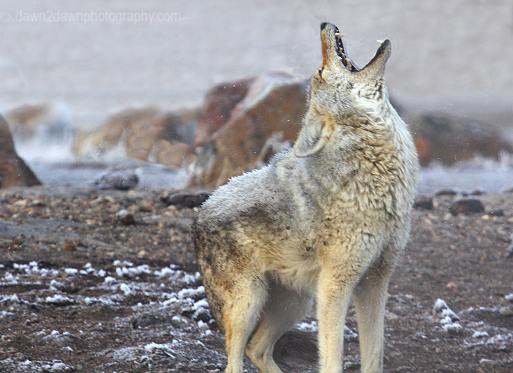 COYOTE HOWLING_5284