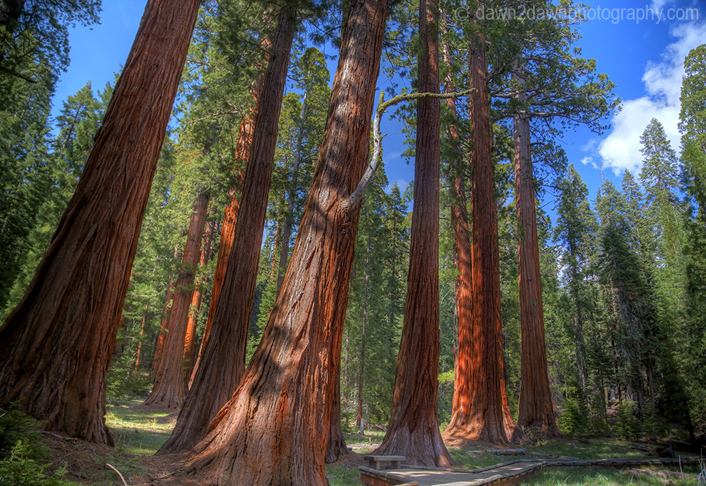 Sequoia's Giant Forest