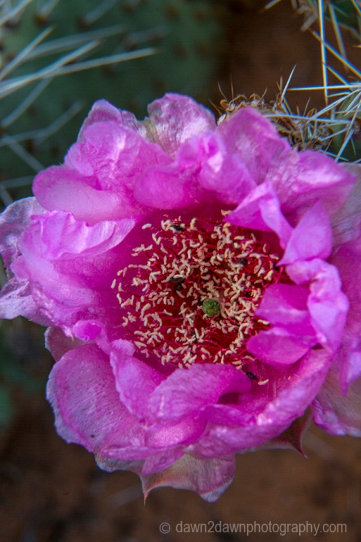 A cactus flower blooms in the spring at Zion National Park, Utah