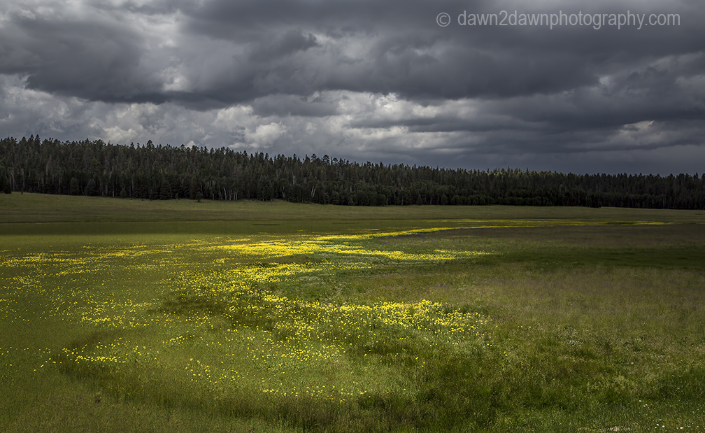 Wildflowers thrive in the summer at Kaibab National Forest, Arizona