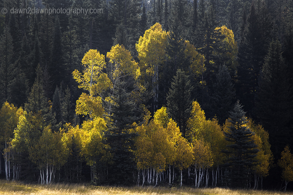 Aspen trees are showing their fall colors at Grand Canyon National Park, Arizona