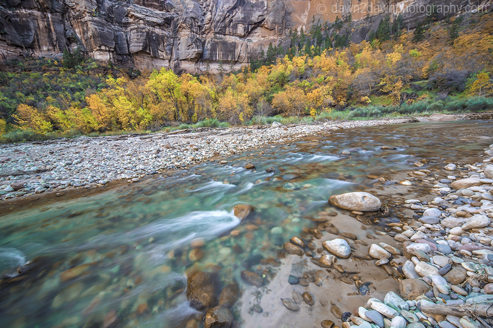 Fall colors have arrived at Zion National park along the Virgin River