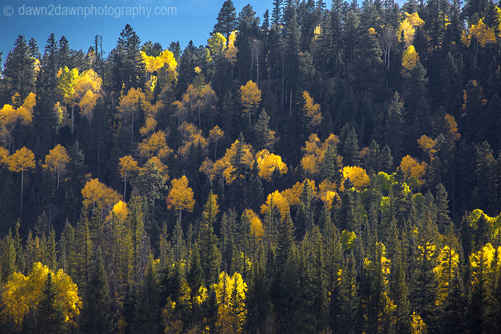 Fall colors have arrived by way of the Aspen Tree leaves at Grand Canyon National Park and Kaibab National Forest, Arizona