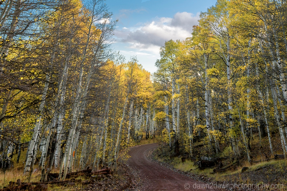 Fall colors have arrived at Kolob Terrace near Zion National Park, Utah