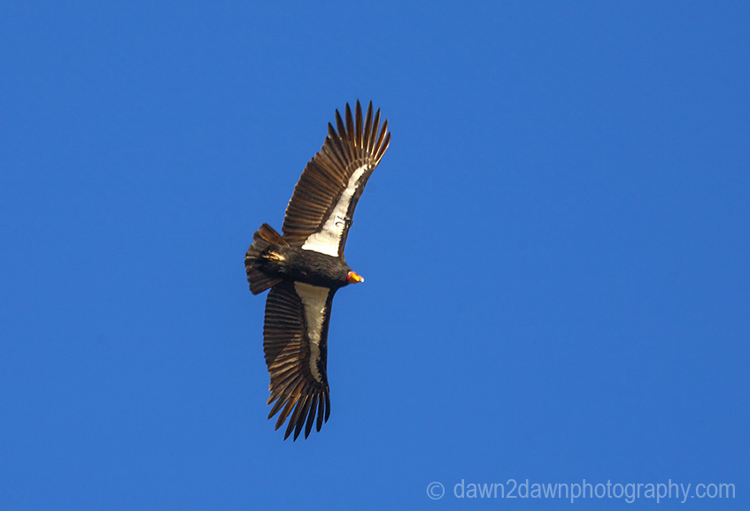 A California Condor flies along the Central Califonia Coastline near Big Sur
