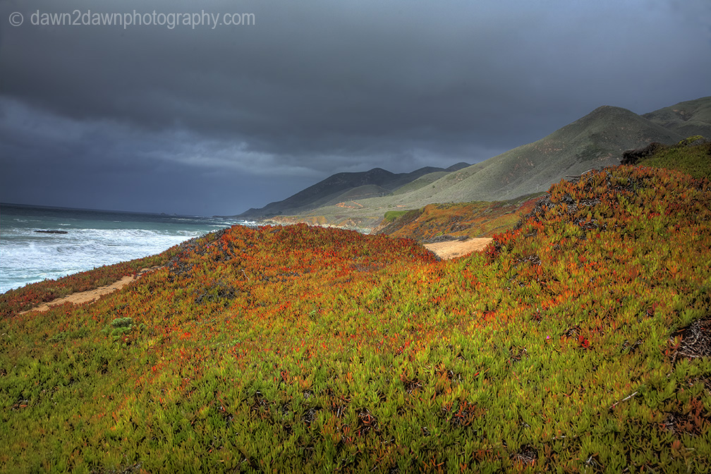 Ice plant, in its fall colors, grows along the Pacific Ocean Coastline in Central California