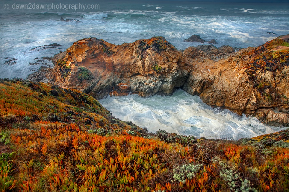 Ice plant, in its fall colors, grows along the Pacific Ocean Coastline in Central California