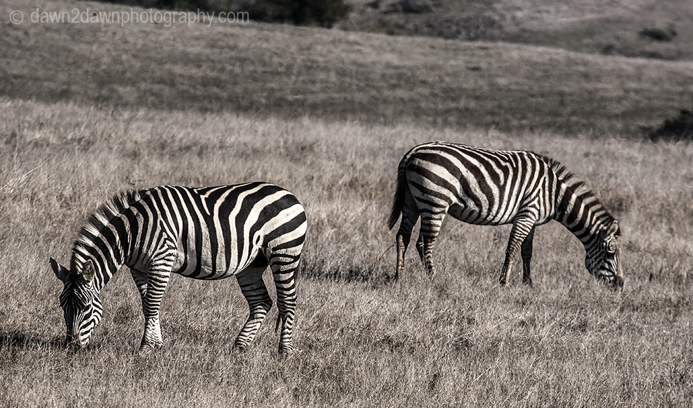 Zebras graze along the California Coastline near San Simeon