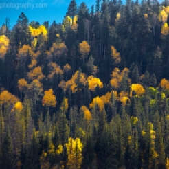 Fall colors have arrived by way of the Aspen Trees at Grand Canyon National Park and Kaibab National Forest, Arizona