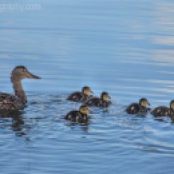 Mother Mallard Duck and her ducklings at Kolob Reservoir near Zion National Park, Utah