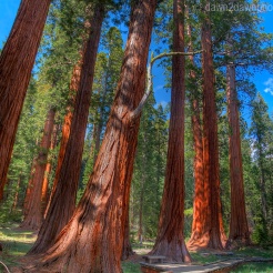 Giant Sequoia Trees dominate the landscape at Giant Forest at Sequoia National Park, California