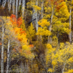 Fall colors have arrived to the Sierra Nevada Mountains adjacent to Owens Valley, California