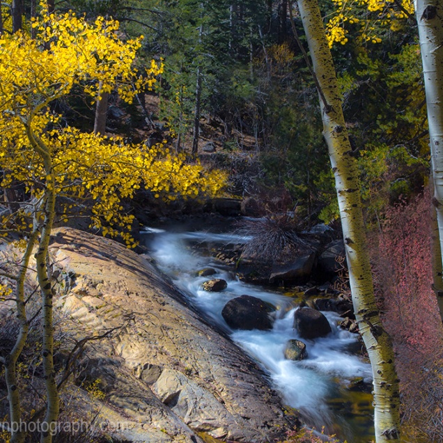 Fall colors have arrived in the Sierra Nevada Mountains along Lee Vining Creek, California