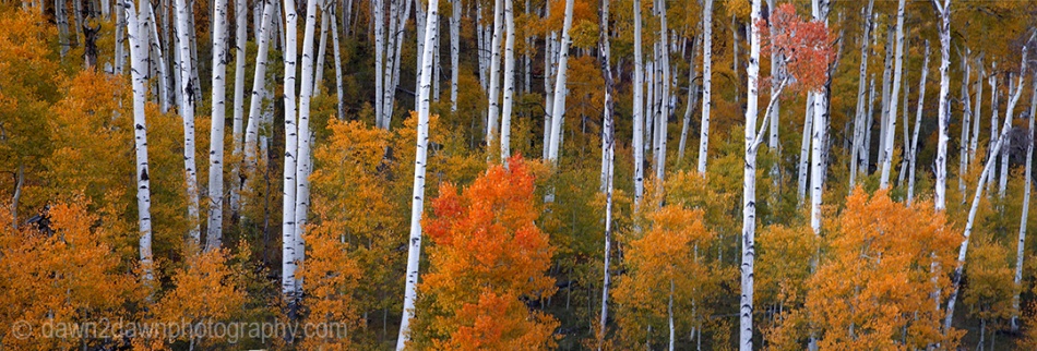 Fall foliage has arrived in an Aspen grove in the Southern Utah landscape
