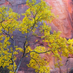 Fall colors have arrived at Zion Canyon at Zion National Park, Utah