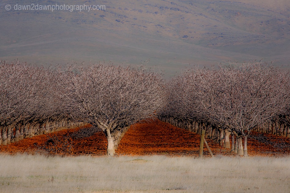 Rows and Rows of Almond Trees in the San Joaquin Valley, California