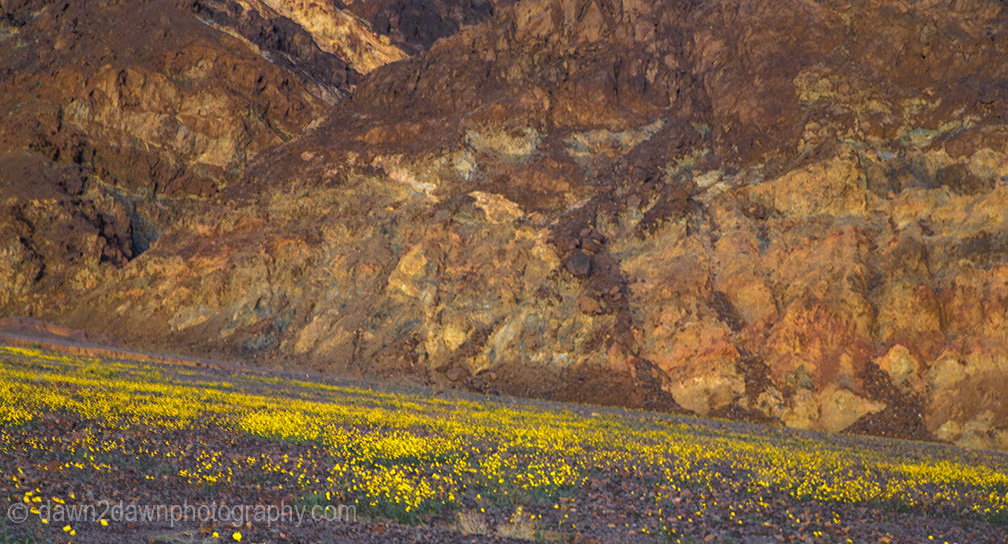 Wildflowers dominate the landscape at Death Valley National Park, California
