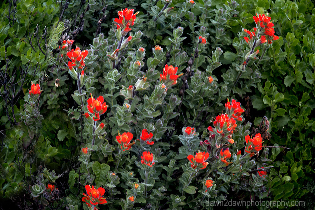 Paintbrush flowers along the Pacific Ocean at Point Lobos State Natural Reserve, Carmel, California