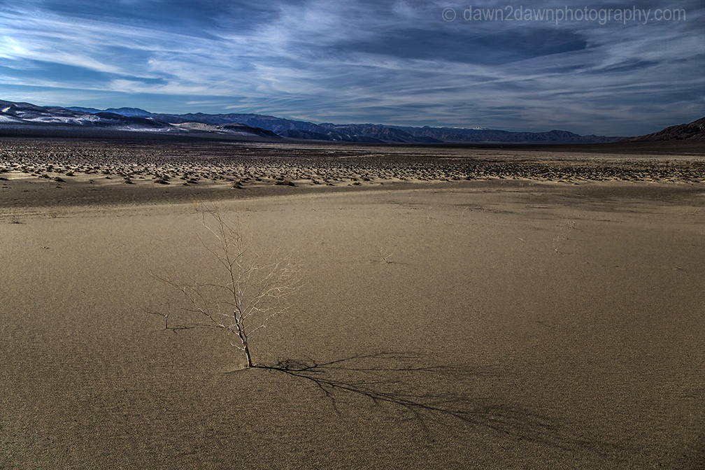 Vegetation clings to life at Eureka Dunes at Death Valley National Park, California