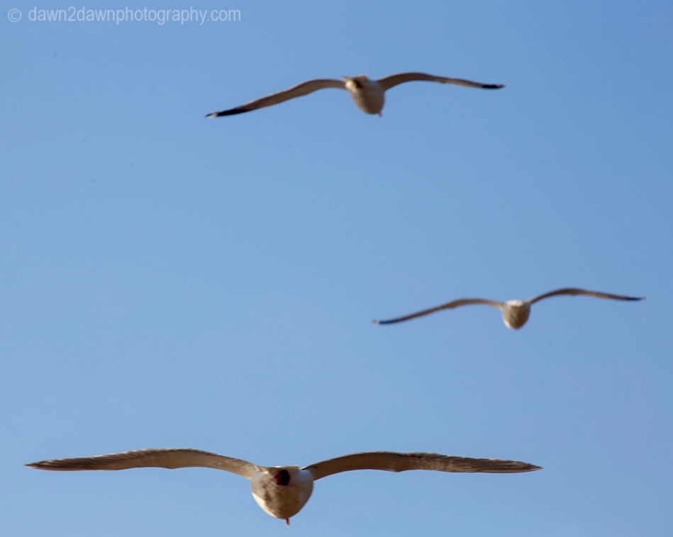Seagulls fly along California's Pacific Ocean Coastline near San Simeon