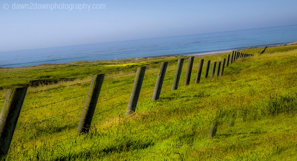 A fence dissects a pasture along the California Pacific Ocean Coast near San Simeon