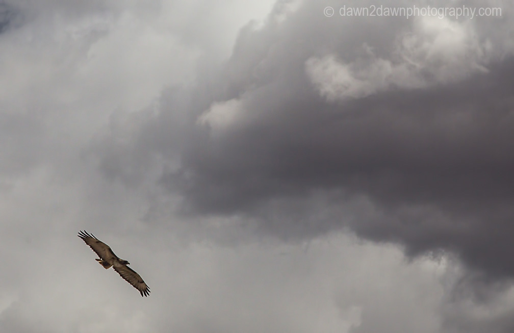 A Red-Tailed Hawk flies into stormy clouds at the desert envirornment of Northern Arizona