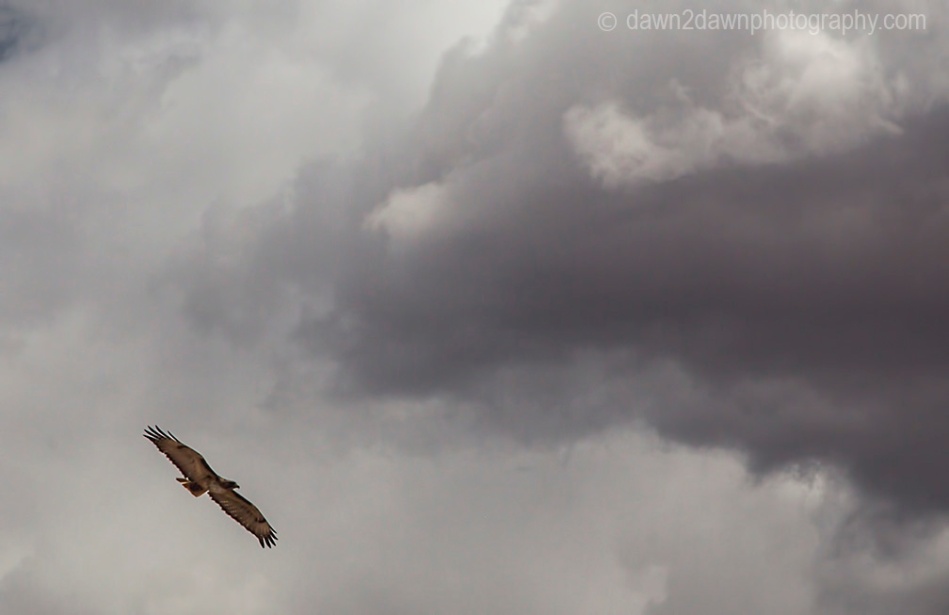 A Red-Tailed Hawk flies into stormy clouds at the desert envirornment of Northern Arizona