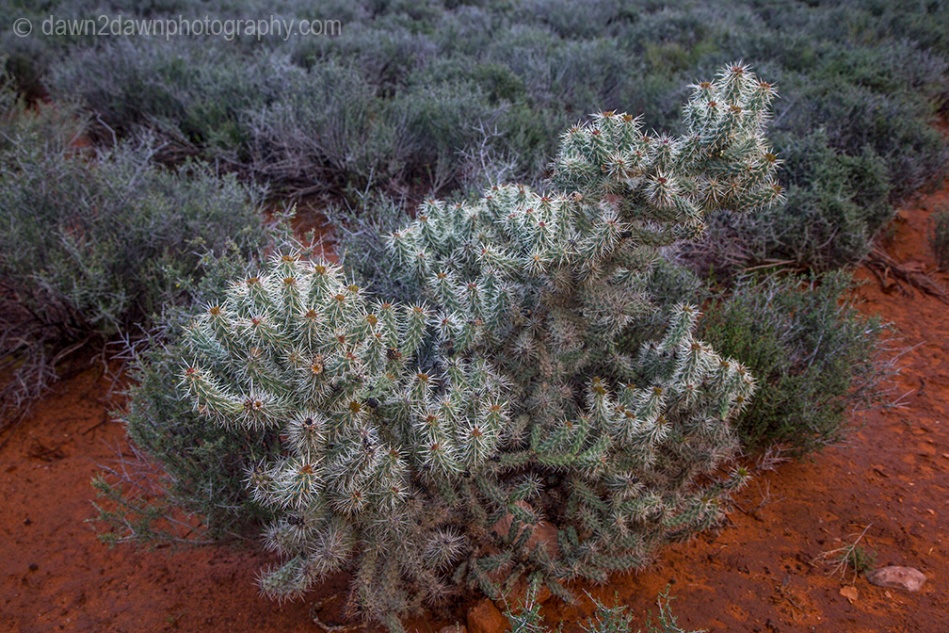 Cholla Cactus at Zion National Park, Utah