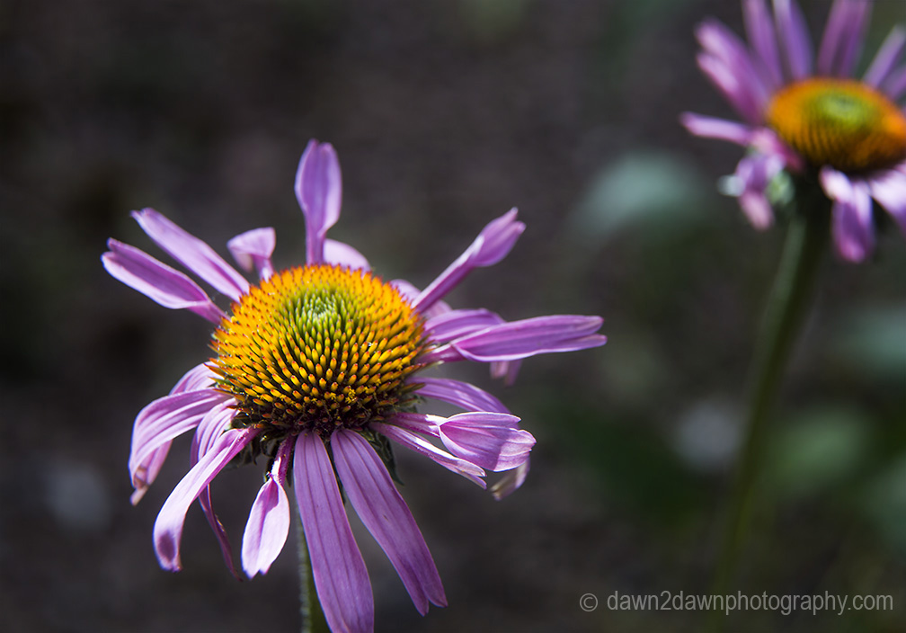 The purple coneflower produces bright colors while blooming in the hot desert sun.
