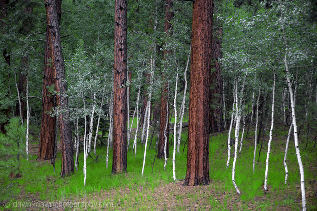 Ponderos Pines and Aspens thrive at The Kaibab National Forest near the north rim of The Grand Canyon, Arizona