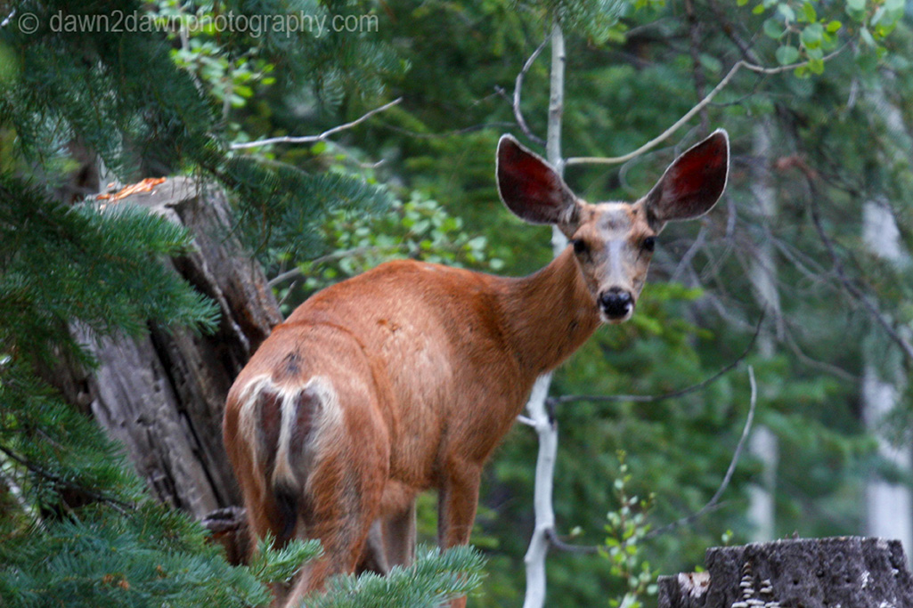 A mule deer appears at yje Kaibab National Forest, Arizona