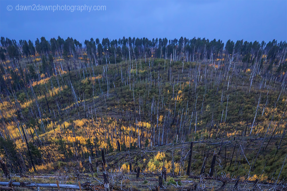 Fall coors appear in a dead tree forest at Kaibab National Forest, Arizona