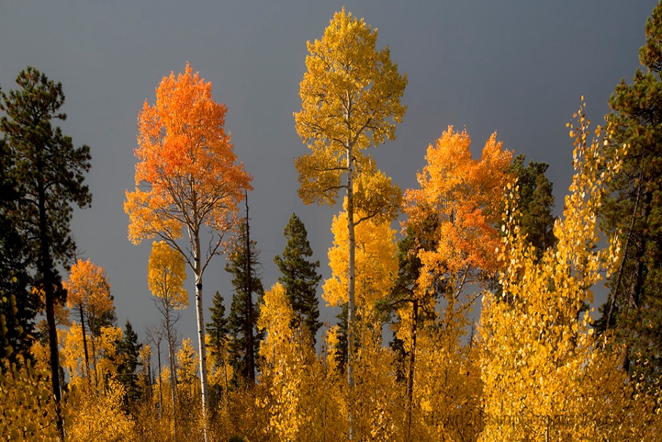 Fall colors have arrived via Aspen Trees at Kaibab National Forest, Arizona