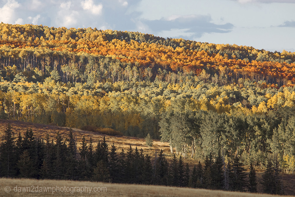 Fall colors have arrived at the Kolob Plateau in Southern Utah.