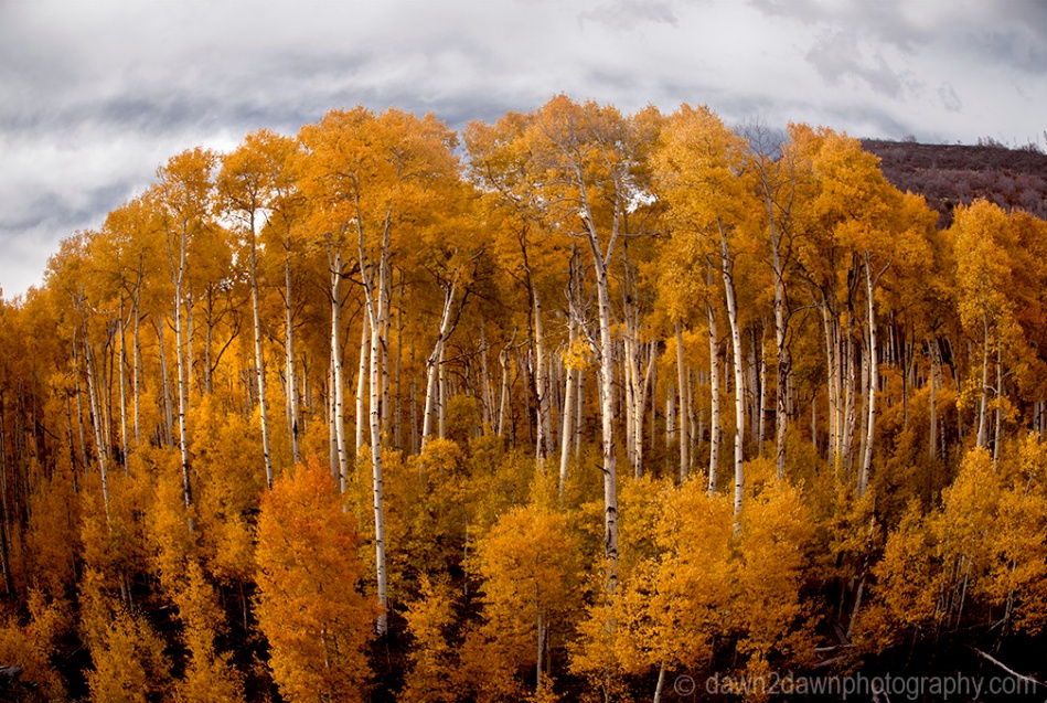Fall colors have arrived in the highlands of Southern Utah.