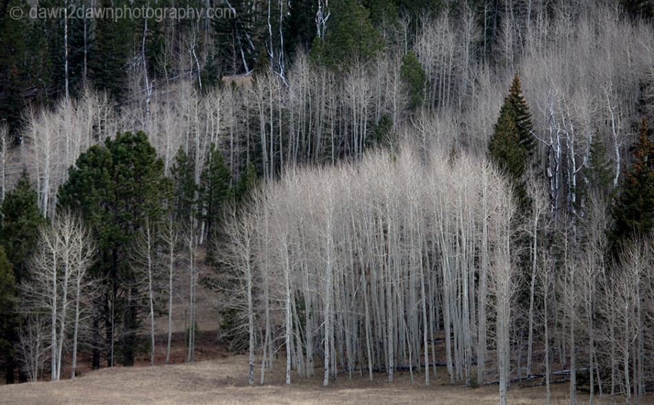 Aspen trees along Utah's Highway 12 in the Dixie National Forest near Boulder Mountain.