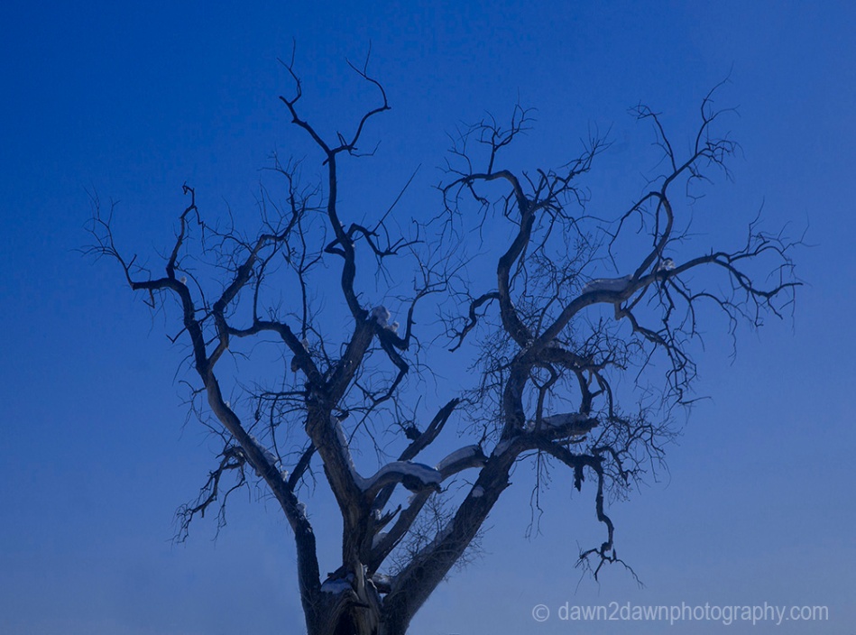 A leaveless cottonwood tree during winter in Southern Utah